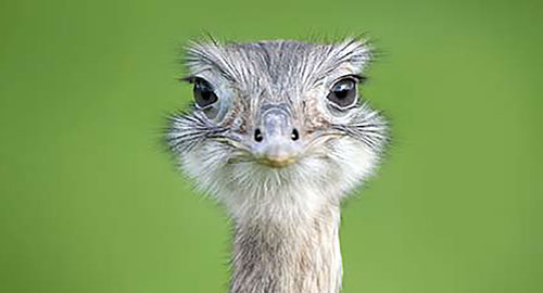 Werden Sie EMU!
